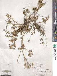 Medicago polymorpha image