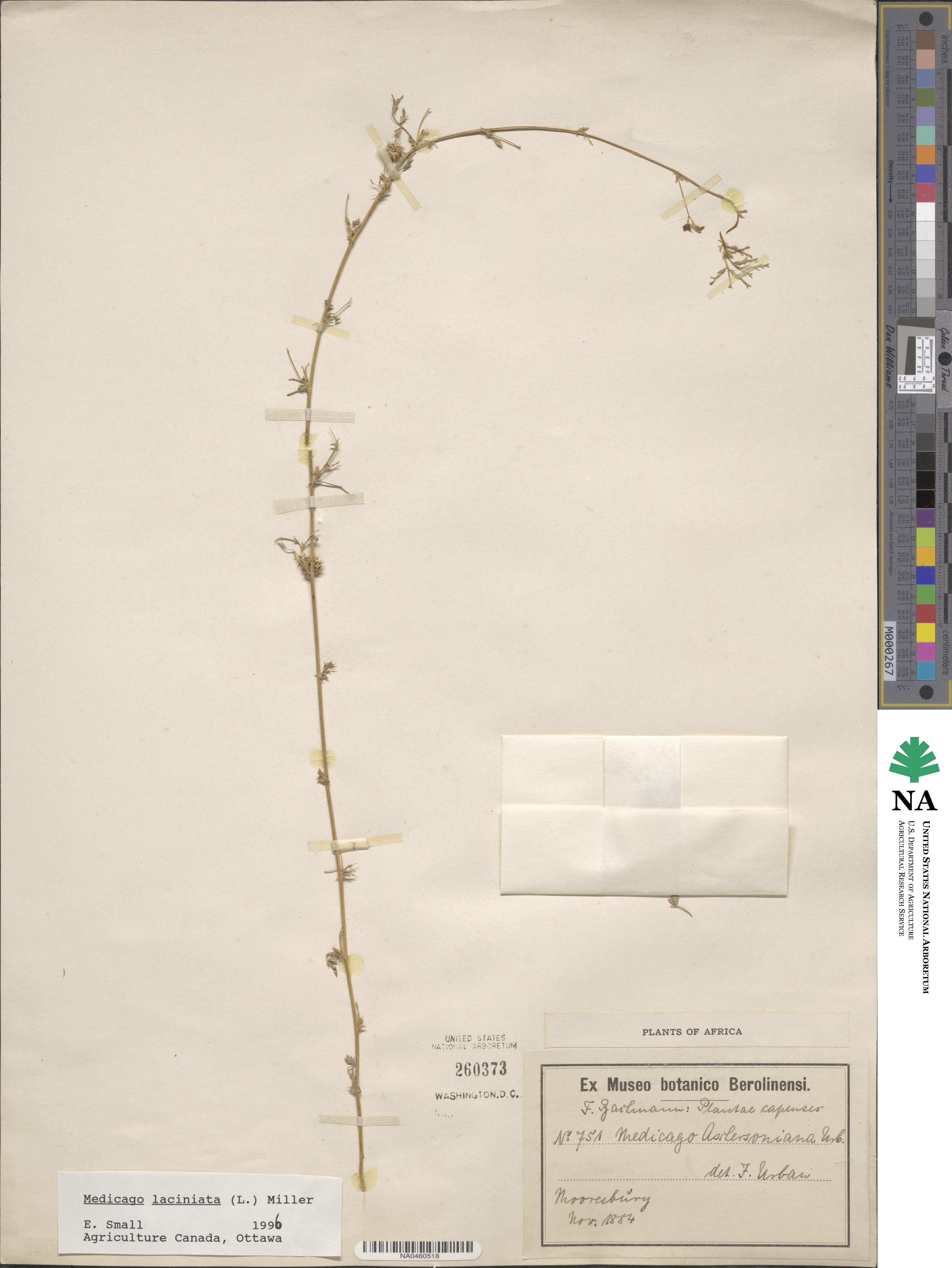 Medicago laciniata image