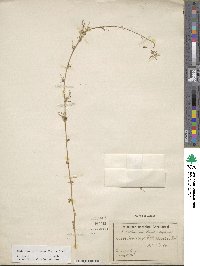 Medicago laciniata image