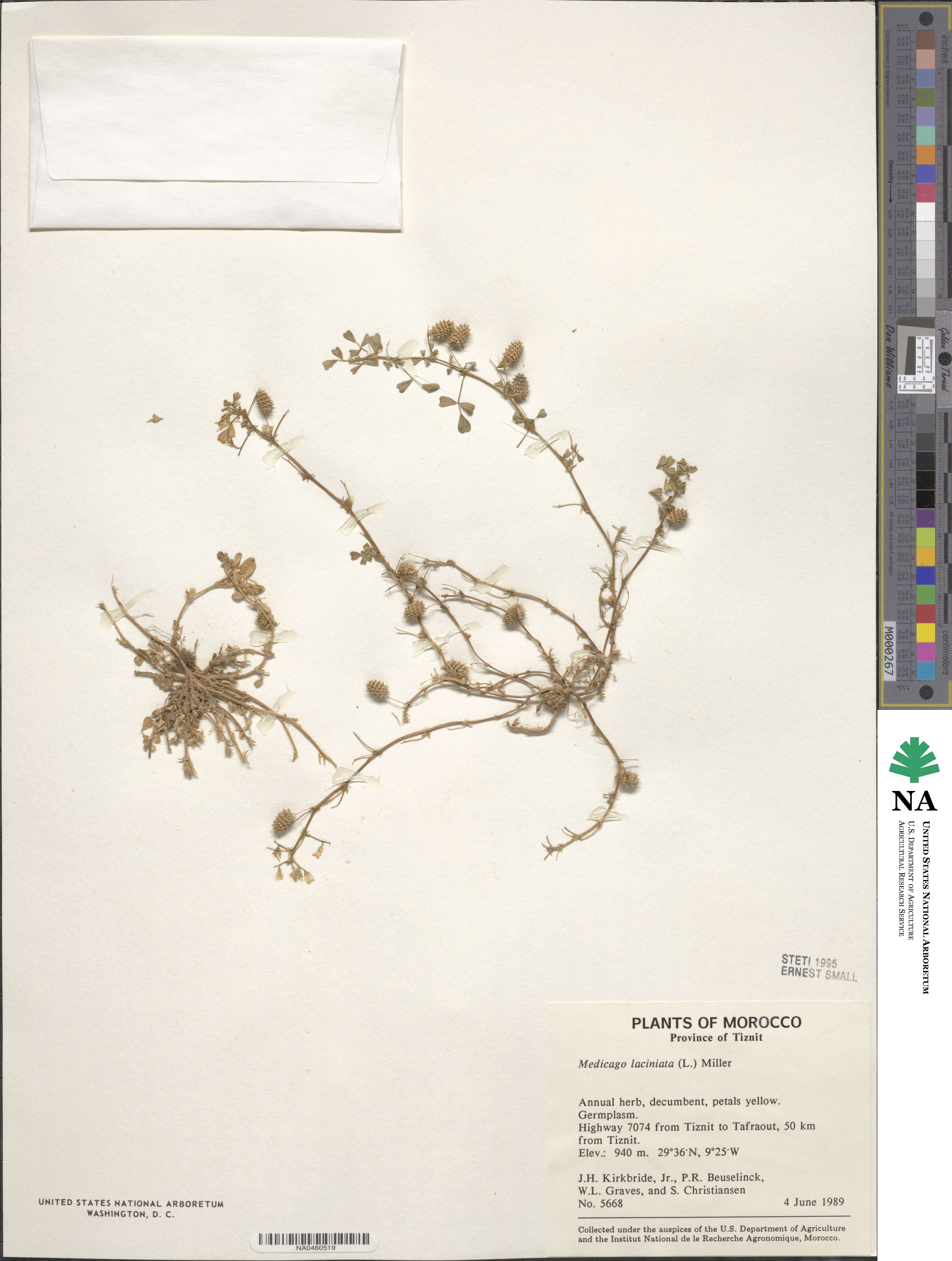 Medicago laciniata image