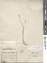 Medicago laciniata image