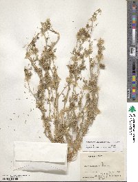 Medicago laciniata image