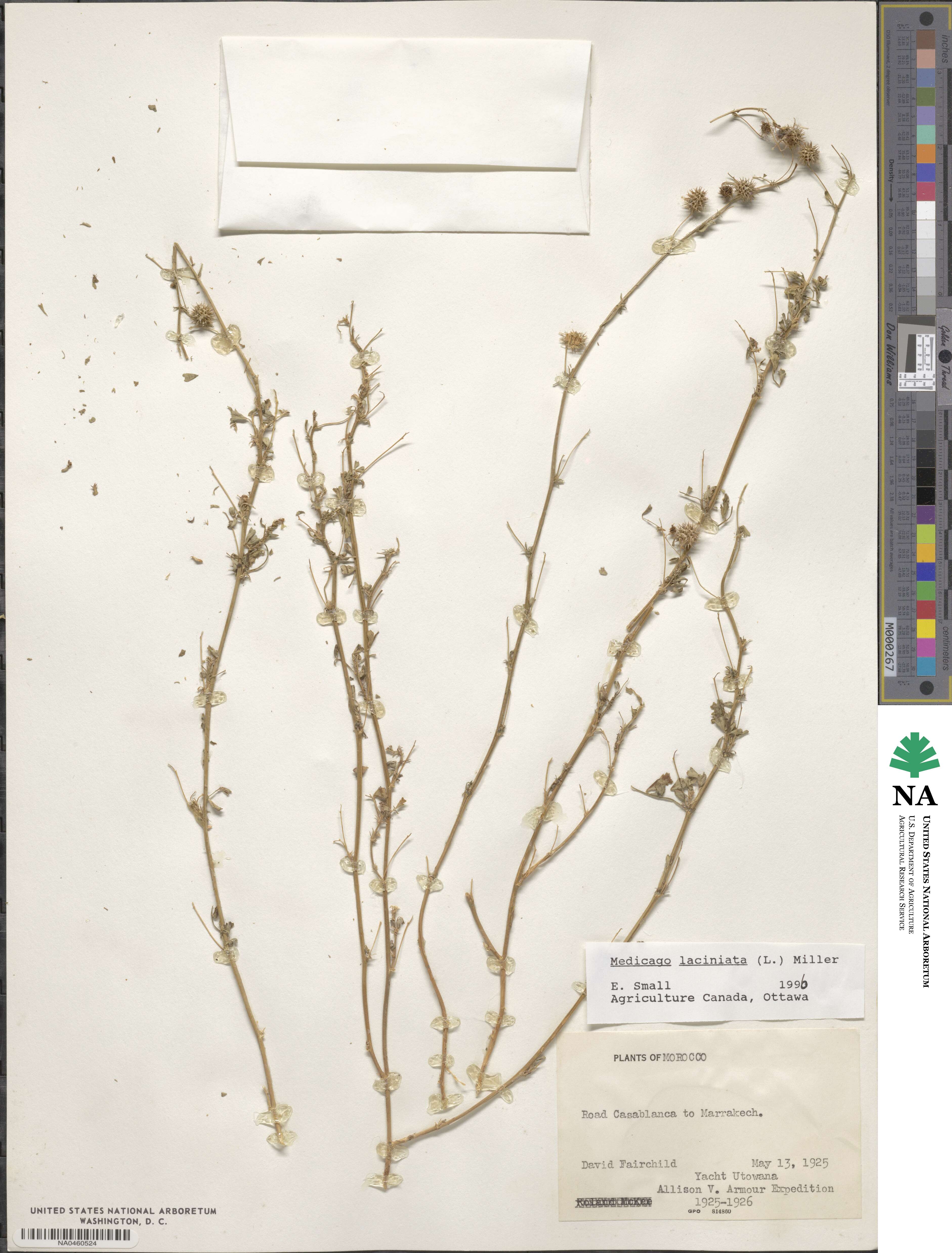 Medicago laciniata image