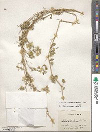 Medicago littoralis image