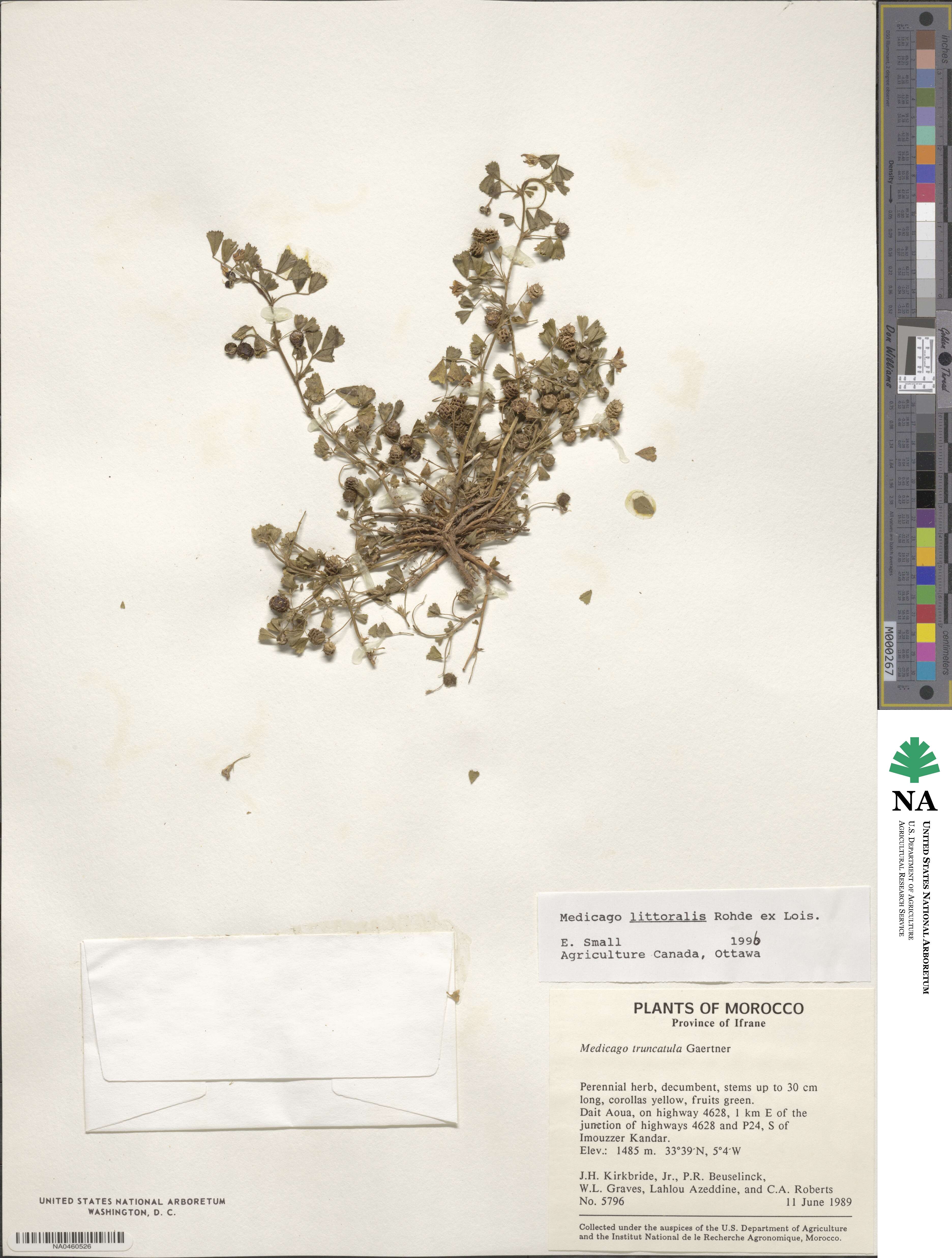 Medicago littoralis image