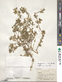 Medicago littoralis image