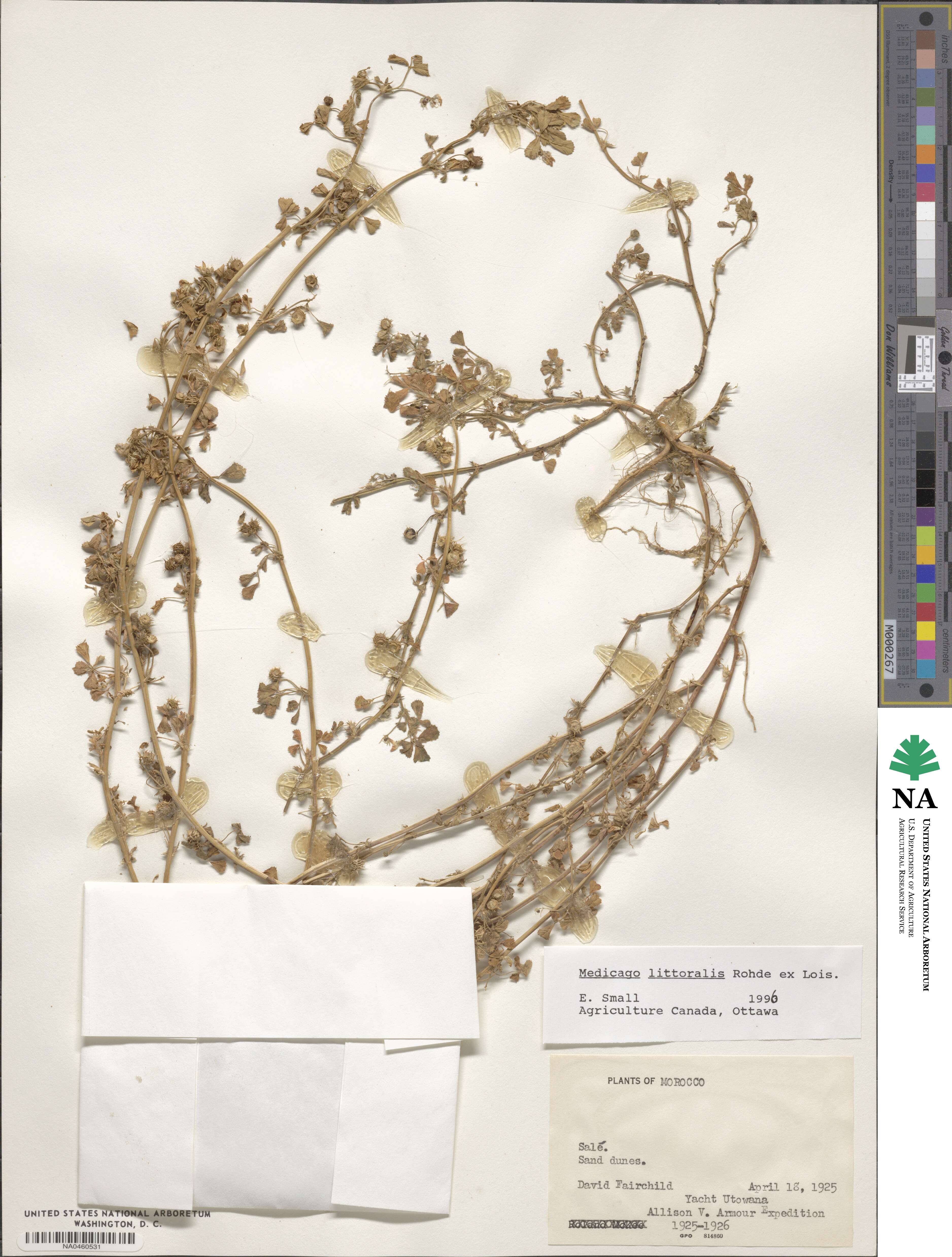 Medicago littoralis image