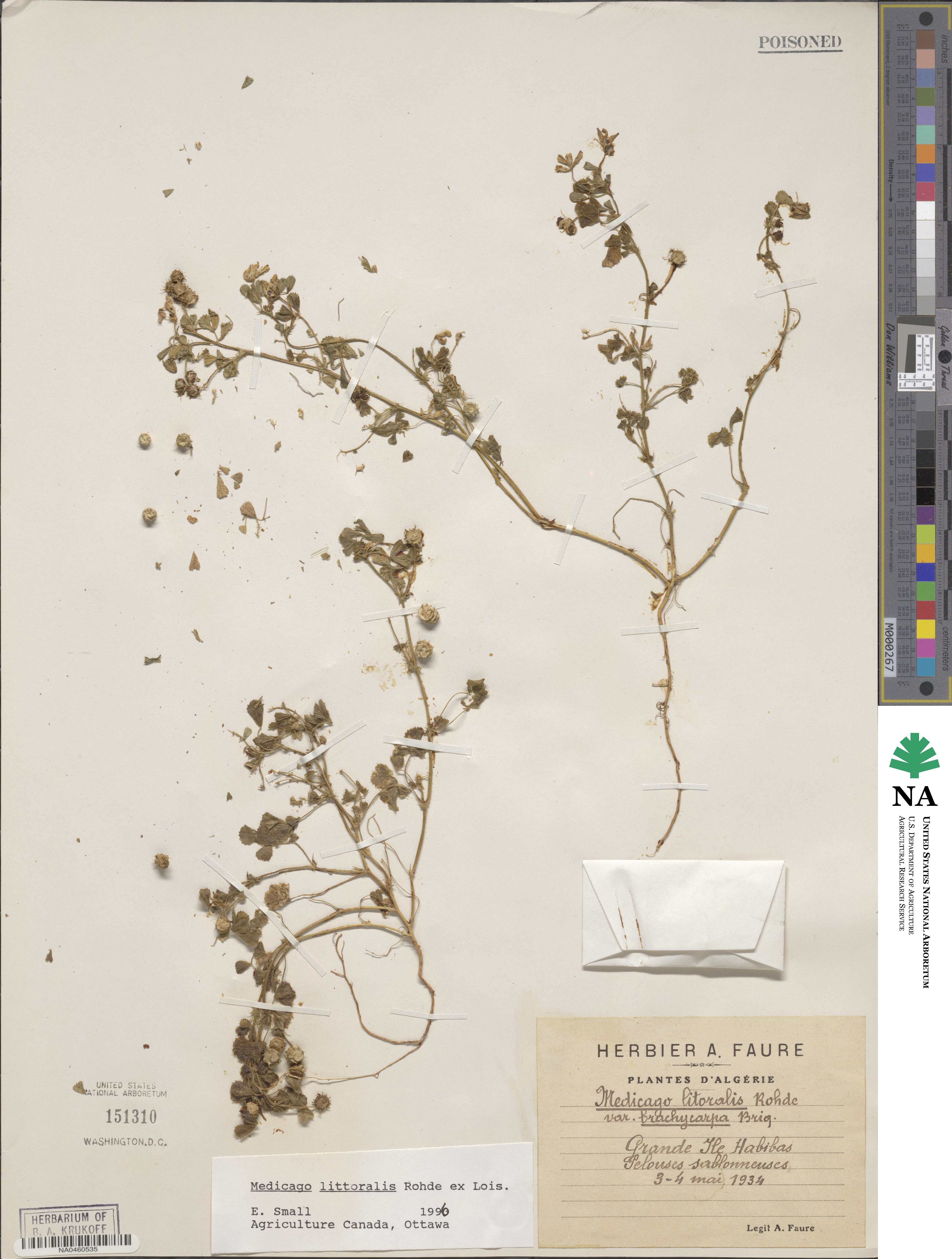 Medicago littoralis image