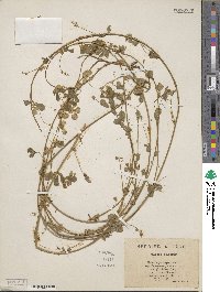 Medicago lupulina image