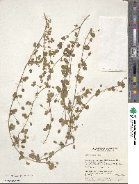 Medicago lupulina image