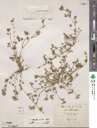 Medicago minima image