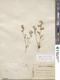 Medicago minima image