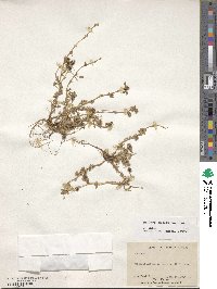 Medicago minima image