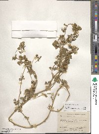 Medicago murex image