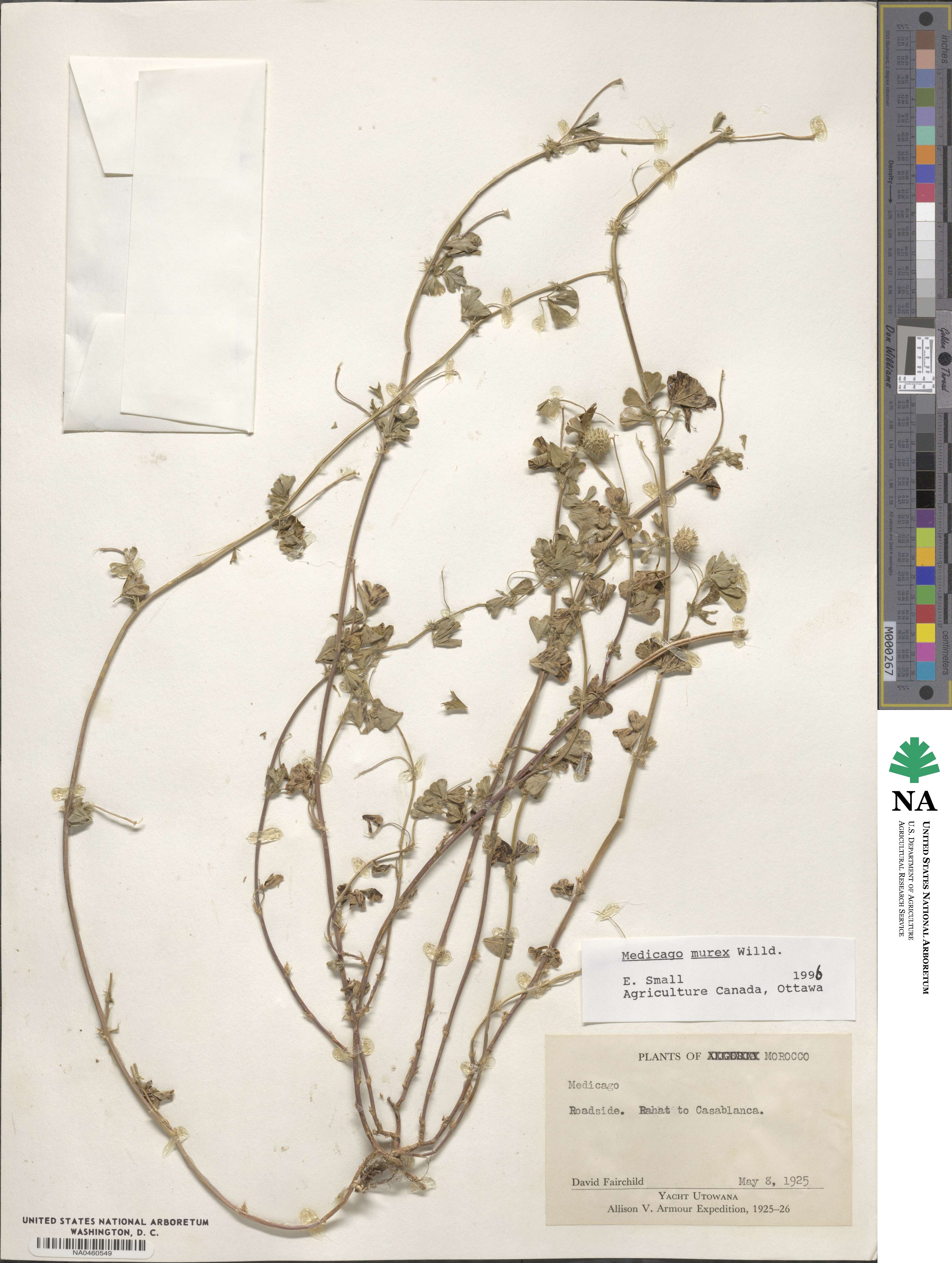 Medicago murex image