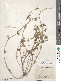 Medicago murex image