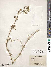 Medicago murex image