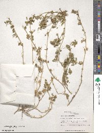 Image of Medicago muricata