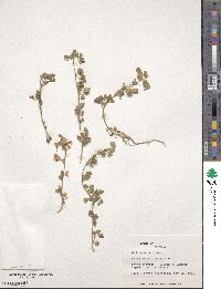 Medicago muricata image