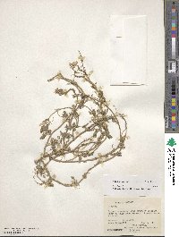 Medicago orbicularis image