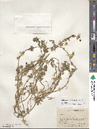 Medicago orbicularis image