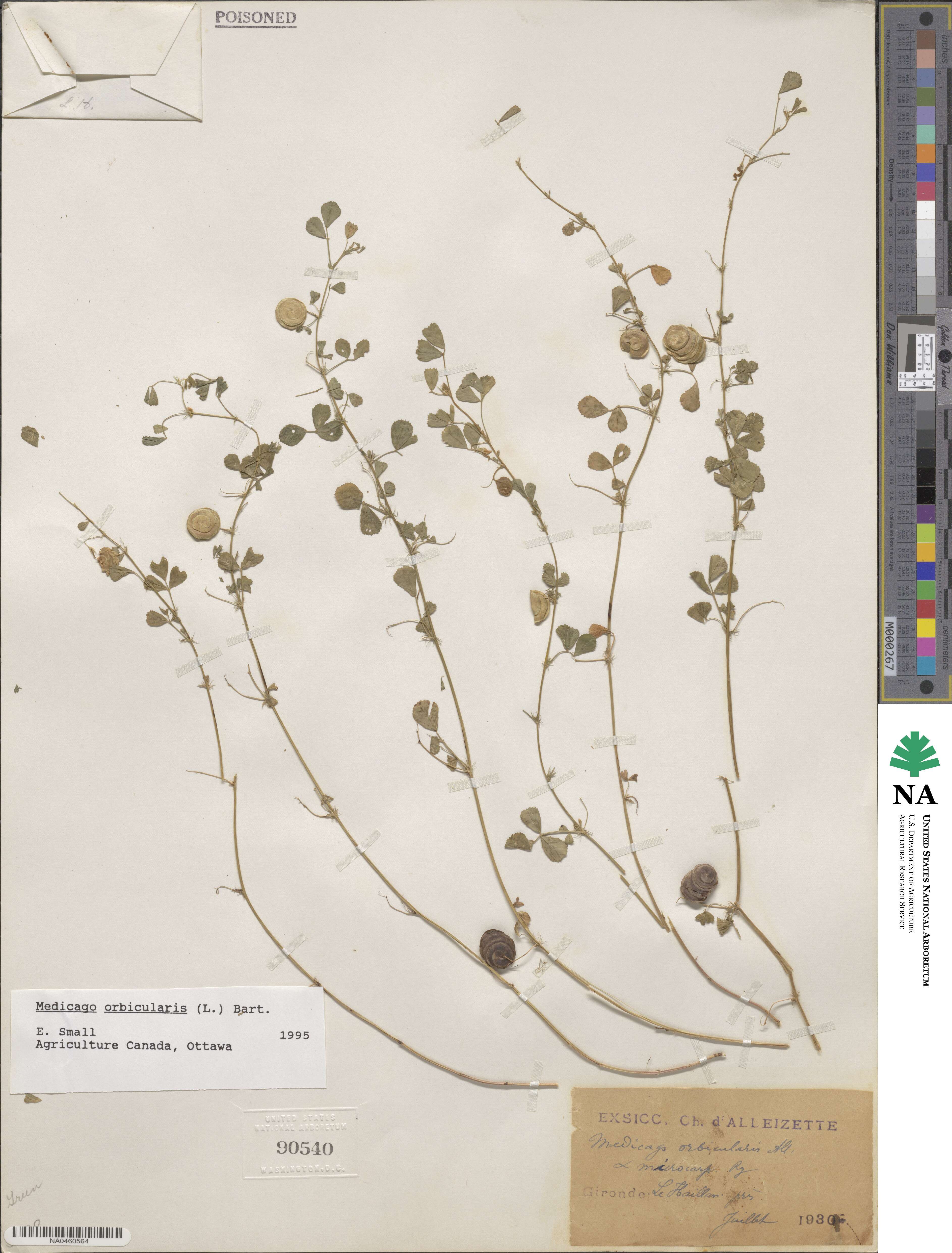 Medicago orbicularis image