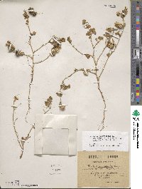 Medicago polymorpha image