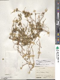 Medicago polymorpha image