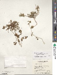 Medicago polymorpha image