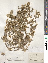 Medicago polymorpha image