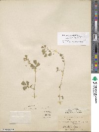 Medicago polymorpha image