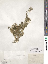 Medicago polymorpha image