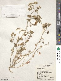 Medicago polymorpha image