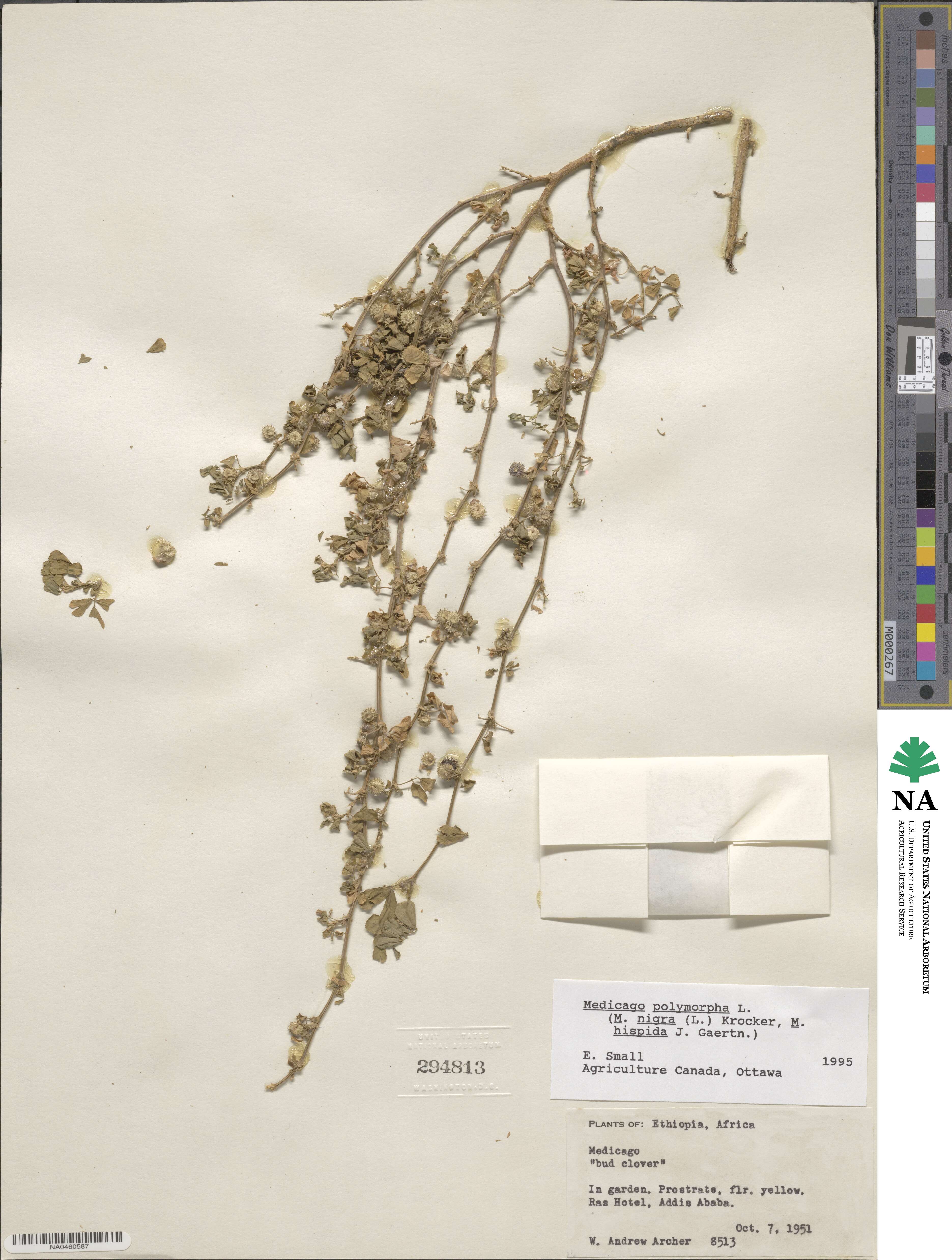 Medicago polymorpha image