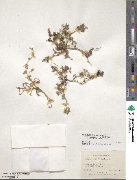 Medicago polymorpha image