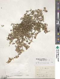 Medicago polymorpha image