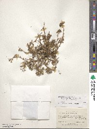 Medicago polymorpha image