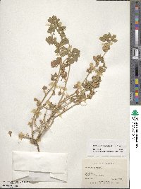 Medicago rigidula image