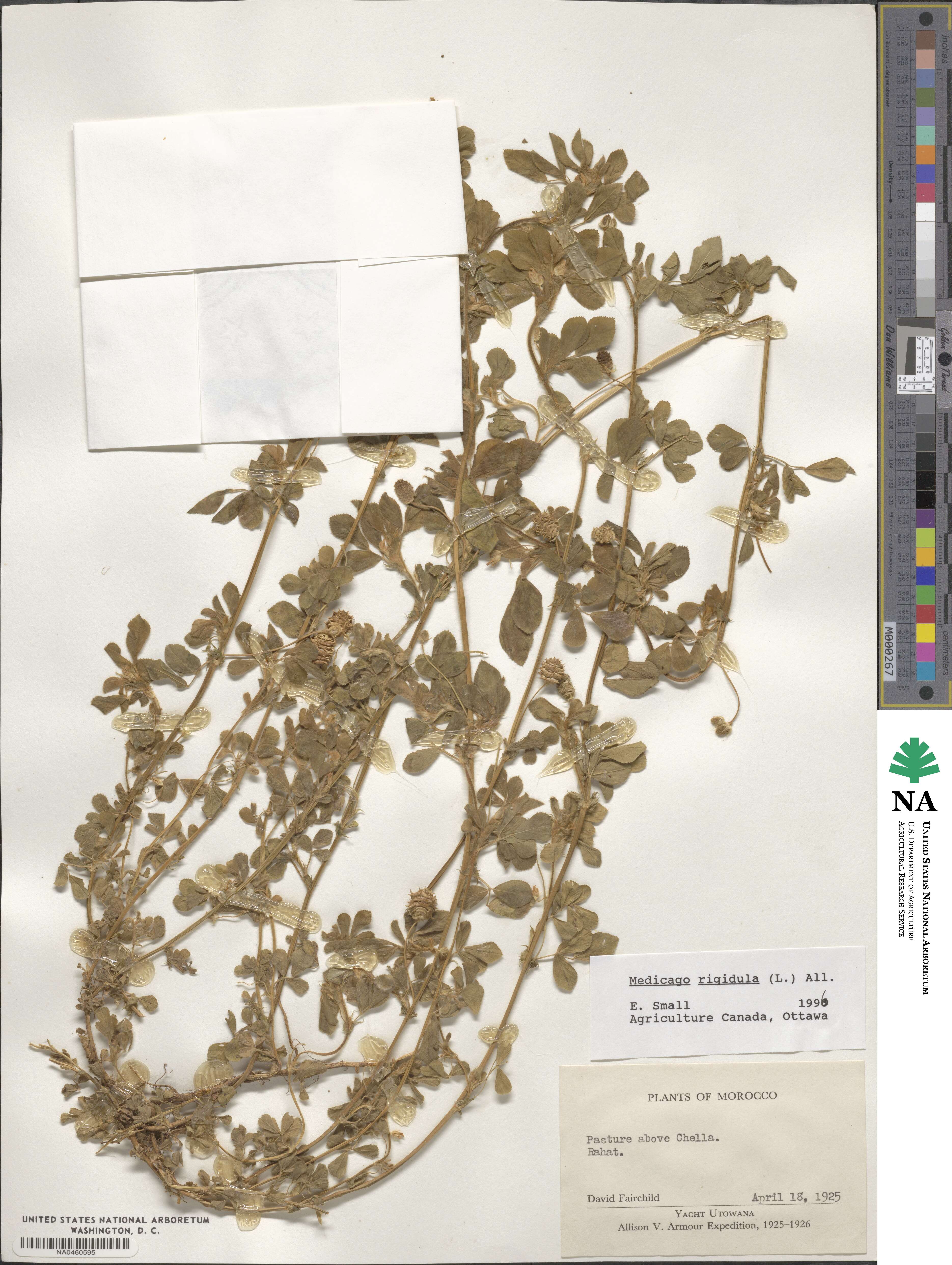 Medicago rigidula image
