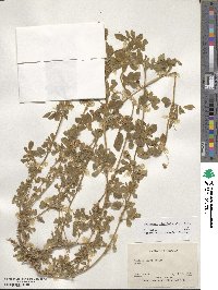 Medicago rigidula image