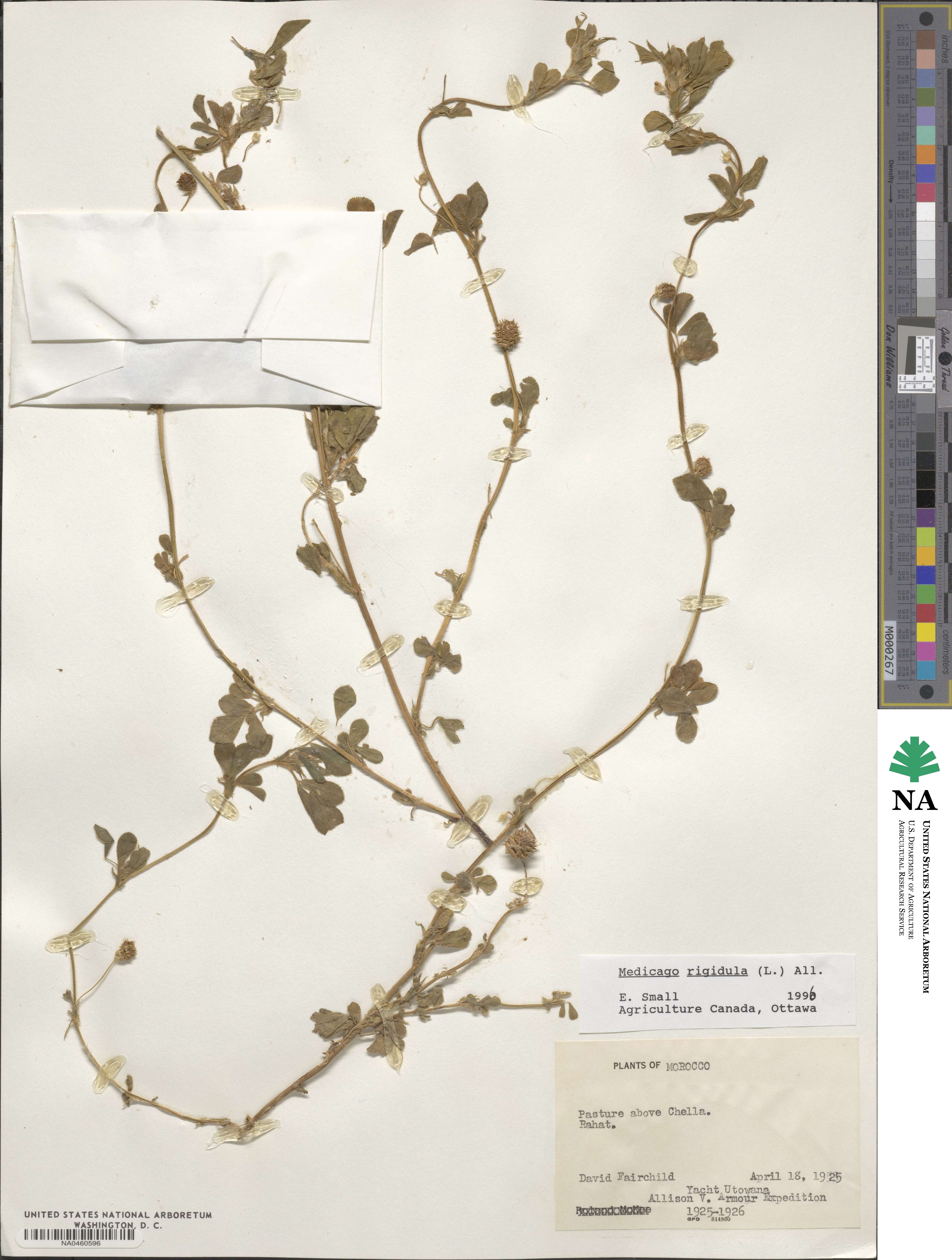Medicago rigidula image