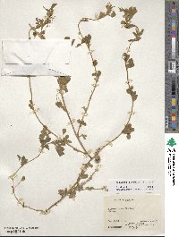 Medicago rigidula image