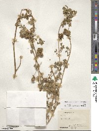 Medicago rigidula image