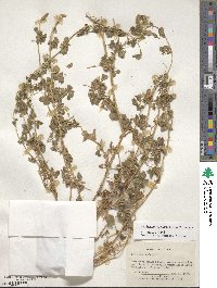 Medicago rigiduloides image