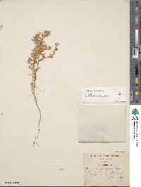 Medicago rugosa image