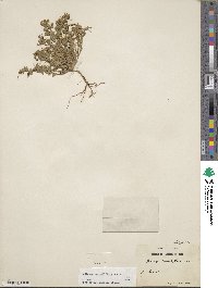 Medicago secundiflora image