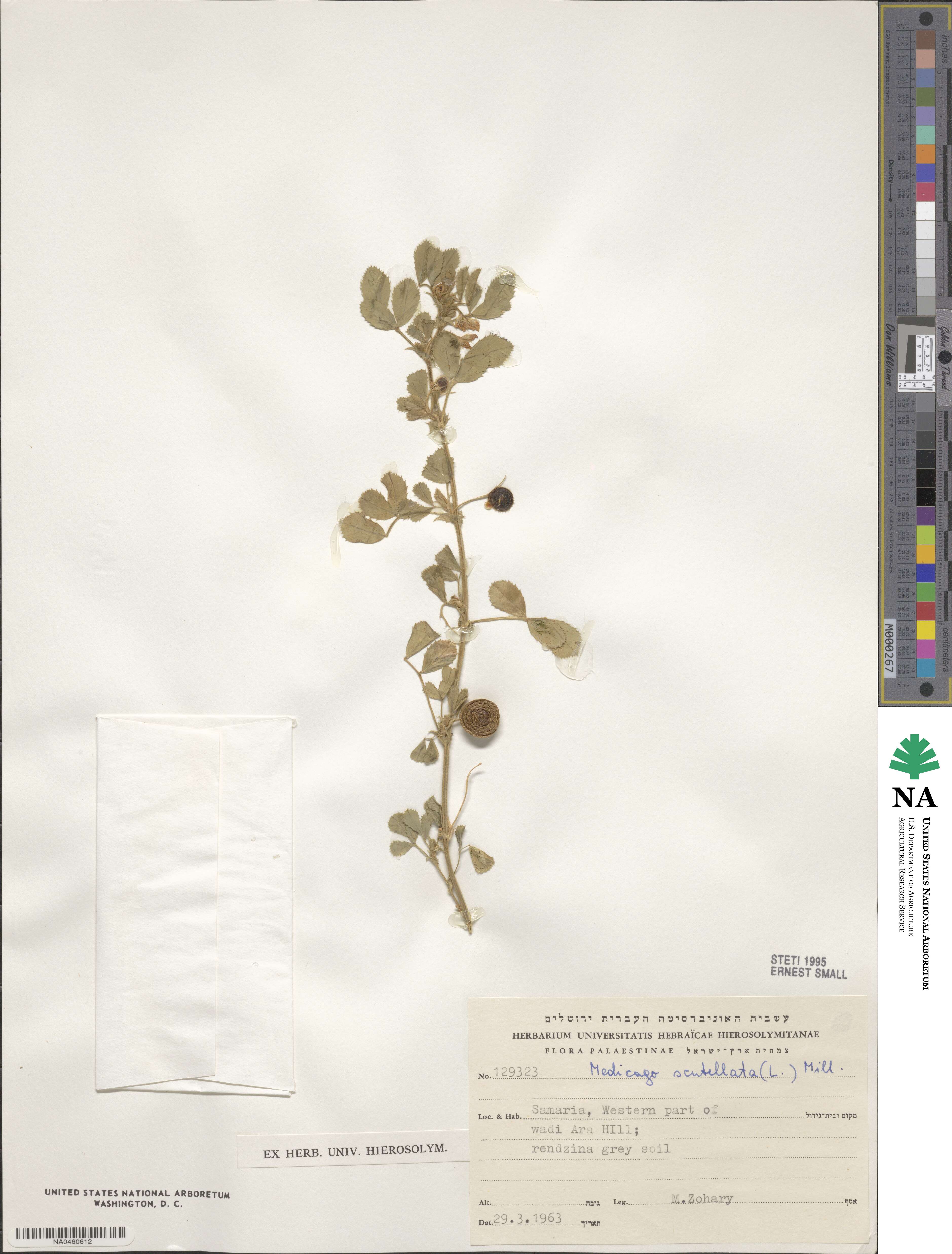 Medicago scutellata image