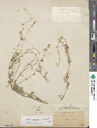 Medicago suffruticosa image