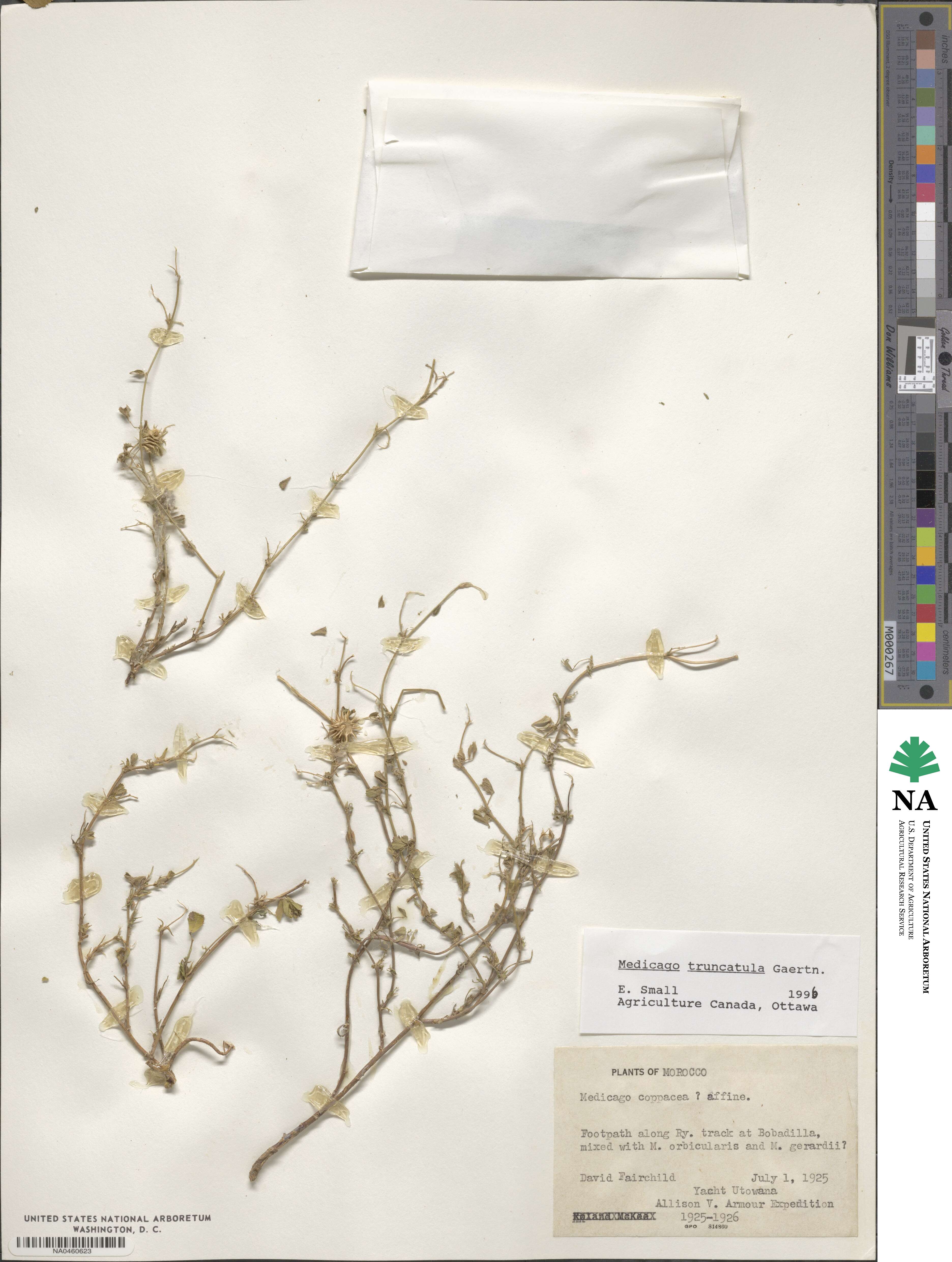 Medicago truncatula image