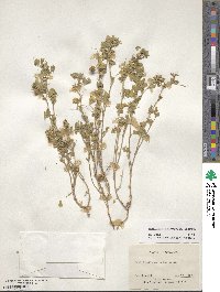 Medicago truncatula image